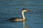 LOONS AND GREBES